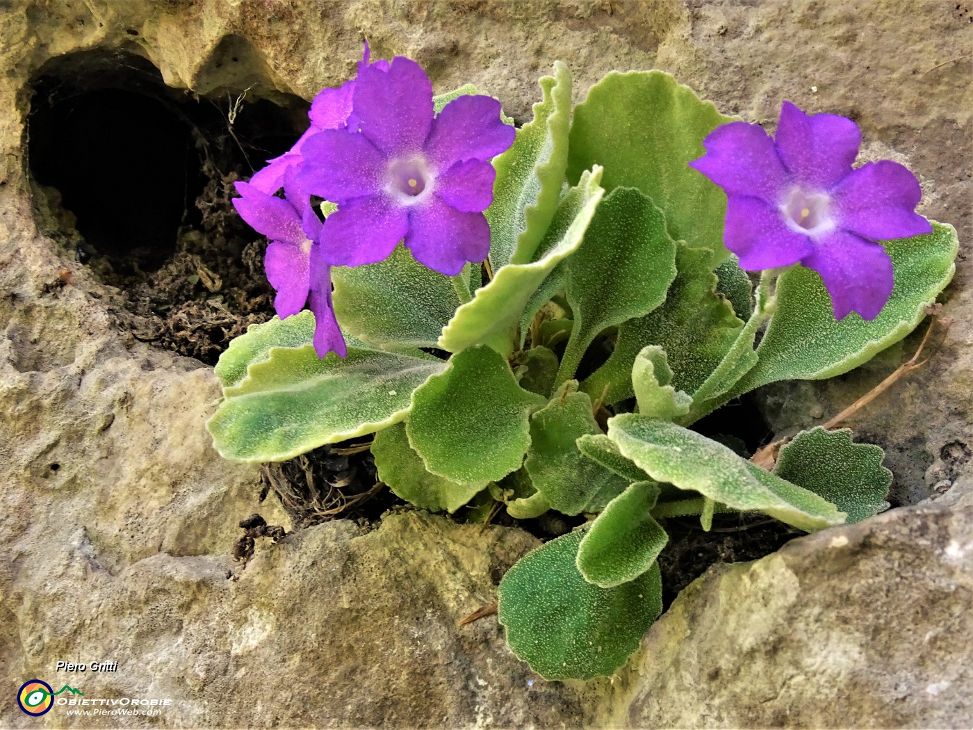 30 Primula Albenensis  (Primula del Monte Alben) nei pressi del Bivacco Plana (1280 m).JPG -                                